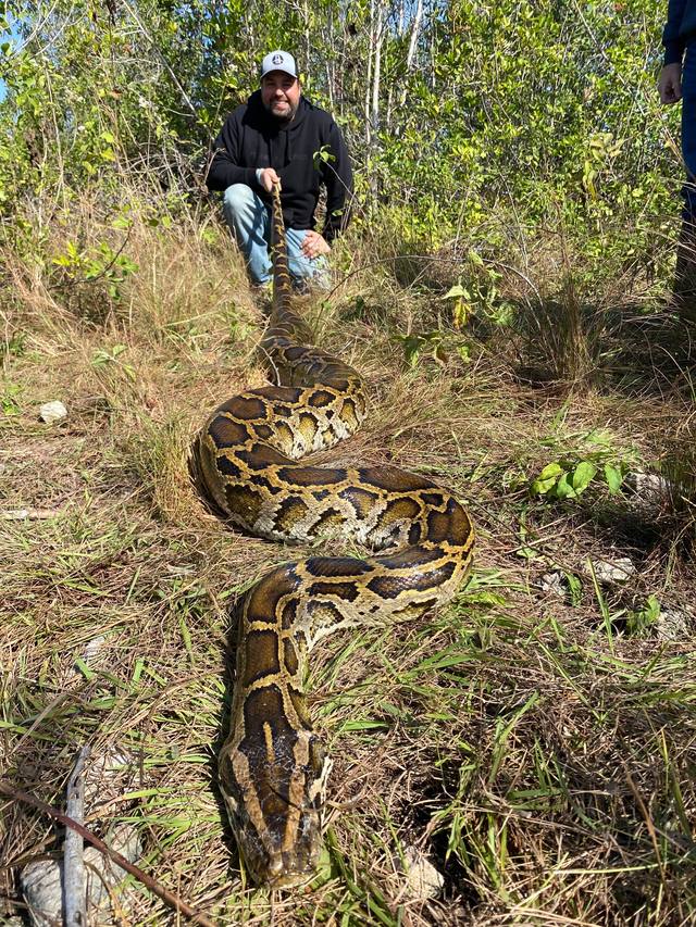 Erik Dellenback kneeling in tall grass in a hoodie and ball cap, holding a large python